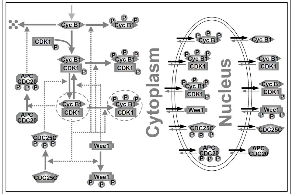 Cellcycle
